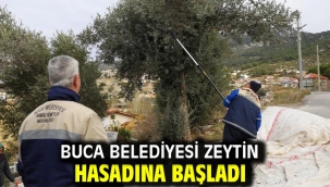 Buca Belediyesi zeytin hasadına başladı