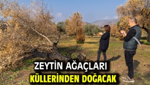 Zeytin ağaçları küllerinden doğacak 