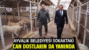 Ayvalık Belediyesi sokaktaki can dostların da yanında
