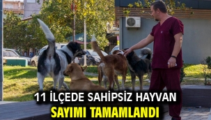 11 ilçede sahipsiz hayvan sayımı tamamlandı