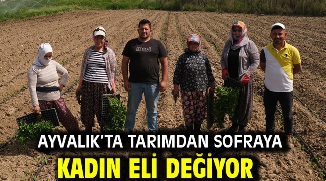 Ayvalık'ta Tarımdan Sofraya Kadın Eli Değiyor