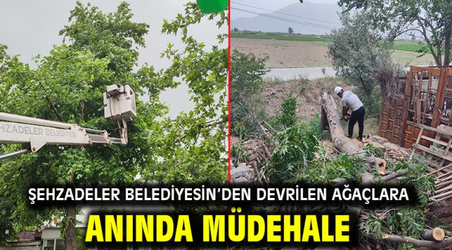 Şehzadeler Belediyesin'den Devrilen Ağaçlara Anında Müdehale