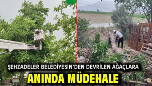 Şehzadeler Belediyesin'den Devrilen Ağaçlara Anında Müdehale