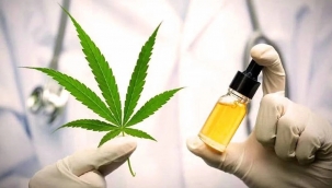 AK Parti'den yeni düzenleme: Eczanelerde tıbbî kenevir satılacak