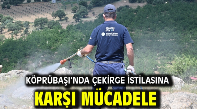 Köprübaşı'nda Çekirge İstilasına Karşı Mücadele
