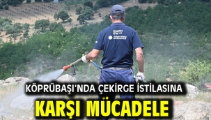 Köprübaşı'nda Çekirge İstilasına Karşı Mücadele