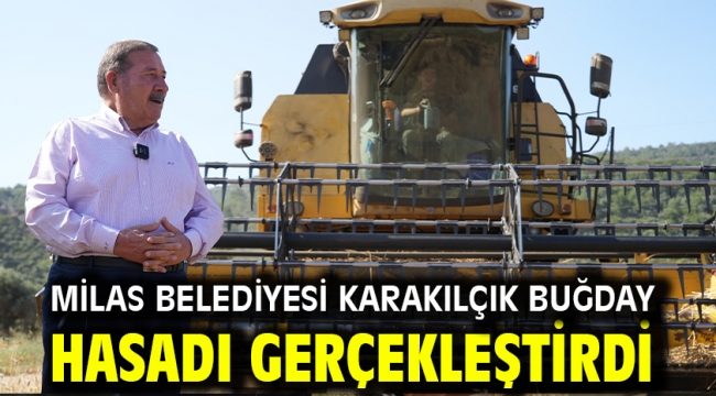 Milas Belediyesi Karakılçık Buğday Hasadı Gerçekleştirdi