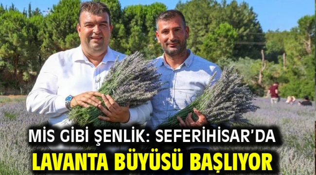 Mis Gibi Şenlik: Seferihisar'da Lavanta Büyüsü Başlıyor