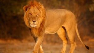 Ünlü iş insanını aslanlar yedi