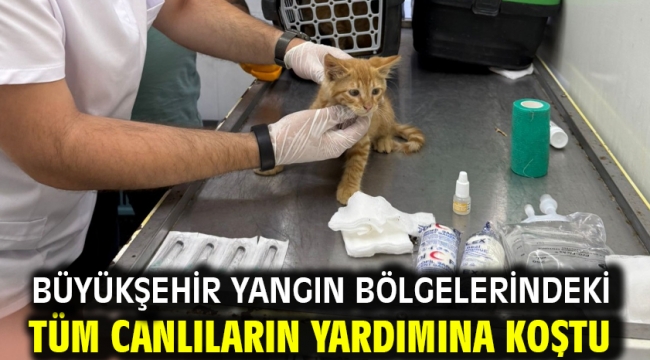 Büyükşehir yangın bölgelerindeki tüm canlıların yardımına koştu
