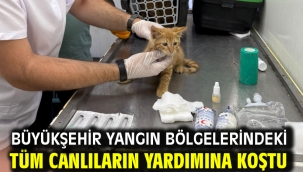 Büyükşehir yangın bölgelerindeki tüm canlıların yardımına koştu