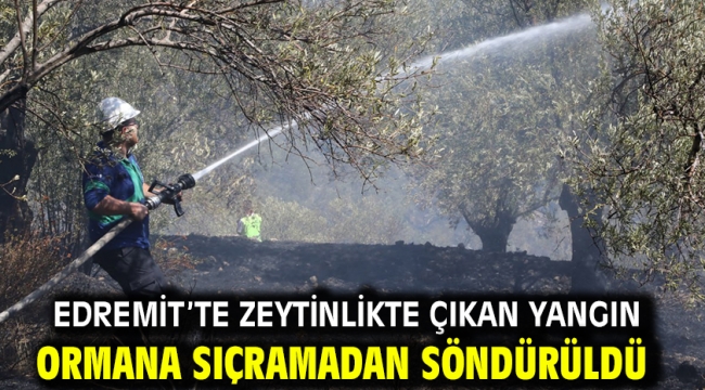 Edremit'te zeytinlikte çıkan yangın ormana sıçramadan söndürüldü