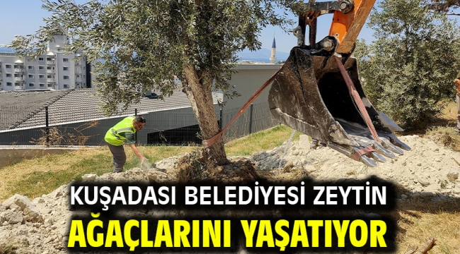 Kuşadası Belediyesi Zeytin Ağaçlarını Yaşatıyor