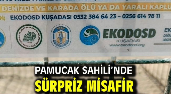 Pamucak Sahili'nde Sürpriz Misafir