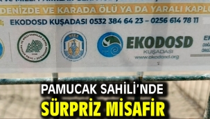 Pamucak Sahili'nde Sürpriz Misafir