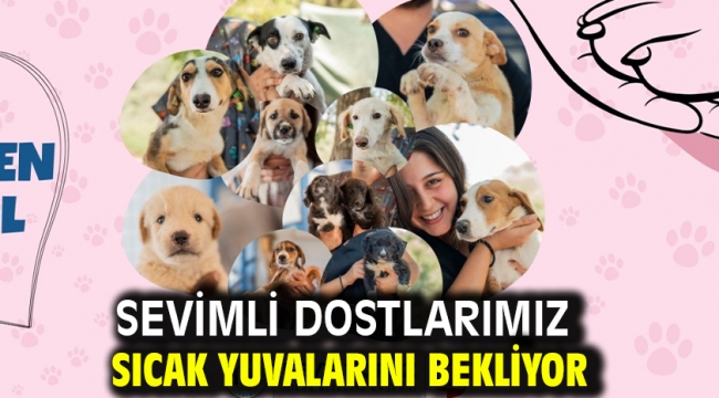Sevimli Dostlarımız Sıcak Yuvalarını Bekliyor