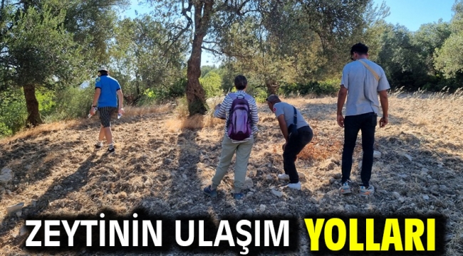 Zeytinin ulaşım yolları