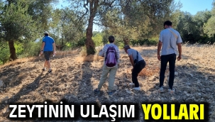 Zeytinin ulaşım yolları