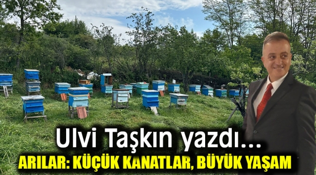 Arılar: Küçük Kanatlar, Büyük Yaşam