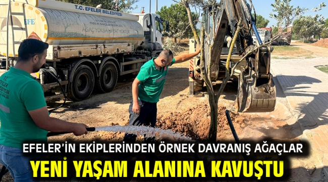 Efeler'in Ekiplerinden Örnek Davranış Ağaçlar Yeni Yaşam Alanına Kavuştu