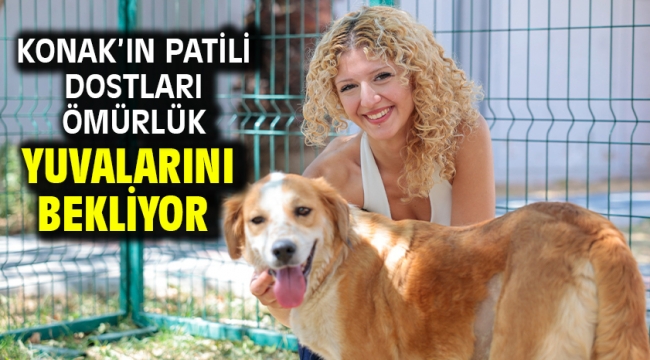 Konak'ın patili dostları ömürlük yuvalarını bekliyor