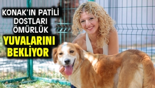 Konak'ın patili dostları ömürlük yuvalarını bekliyor
