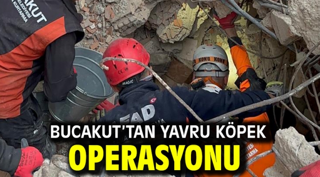 BUCAKUT'tan yavru köpek operasyonu