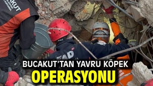 BUCAKUT'tan yavru köpek operasyonu