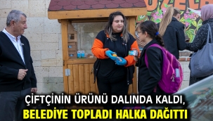 Çiftçinin Ürünü Dalında Kaldı, Belediye Topladı Halka Dağıttı