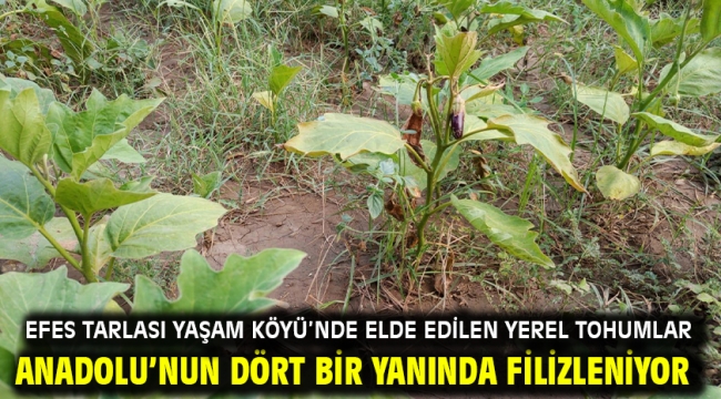 Efes Tarlası Yaşam Köyü'nde Elde Edilen Yerel Tohumlar Anadolu'nun Dört Bir Yanında Filizleniyor