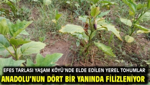 Efes Tarlası Yaşam Köyü'nde Elde Edilen Yerel Tohumlar Anadolu'nun Dört Bir Yanında Filizleniyor