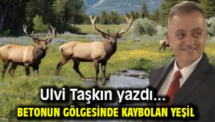 Betonun Gölgesinde Kaybolan Yeşil