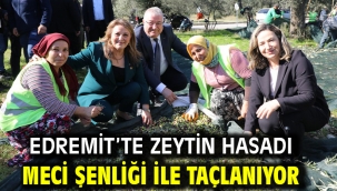 Edremit'te zeytin hasadı MECİ Şenliği ile taçlanıyor
