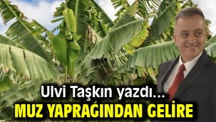 Muz Yaprağından Gelire
