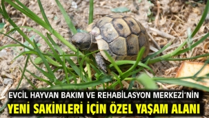 Evcil Hayvan Bakım Ve Rehabilasyon Merkezi'nin Yeni Sakinleri İçin Özel Yaşam Alanı