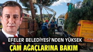 Efeler Belediyesi'nden Yüksek Çam Ağaçlarına Bakım