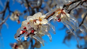 Rapor yayımlandı: Meteoroloji'den zirai don ve toz taşınımı uyarısı