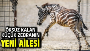 Öksüz kalan küçük zebranın yeni ailesi