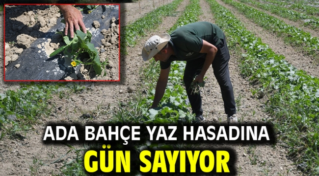 Ada Bahçe Yaz Hasadına Gün Sayıyor