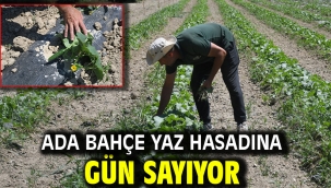 Ada Bahçe Yaz Hasadına Gün Sayıyor
