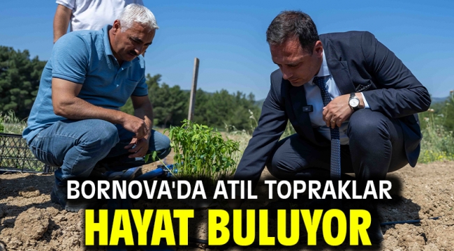 Bornova'da atıl topraklar hayat buluyor