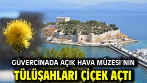 Güvercinada Açık Hava Müzesi'nin Tülüşahları Çiçek Açtı