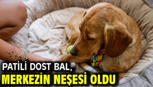 Patili dost Bal, merkezin neşesi oldu