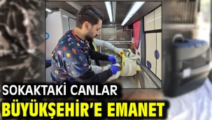 Sokaktaki Canlar Büyükşehir'e Emanet