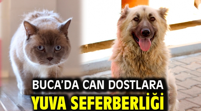 Buca'da can dostlara yuva seferberliği