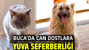 Buca'da can dostlara yuva seferberliği