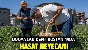 Doğanlar Kent Bostanı'nda hasat heyecanı 