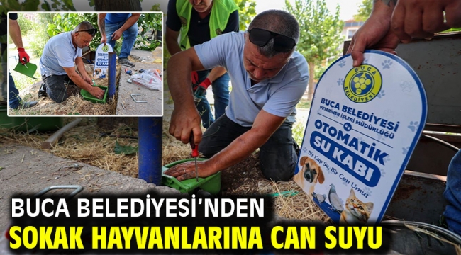 Buca Belediyesi'nden sokak hayvanlarına can suyu
