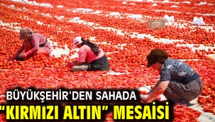 Büyükşehir'den sahada "Kırmızı Altın" mesaisi