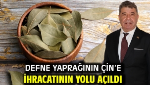 Defne yaprağının Çin'e ihracatının yolu açıldı